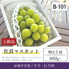 9月-10月}【一次予約受付終了】B101/社員ﾏｽｶｯﾄ【特大1房/上級品】1S