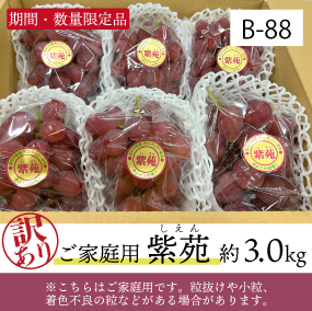 10月-11月 訳あり品B88/紫苑【約3kg/訳あり品】90W