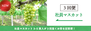 社員3回便