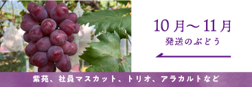 10月-11月の葡萄