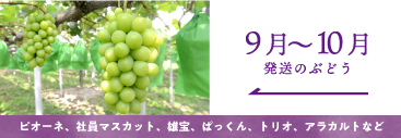 9月-10月の葡萄