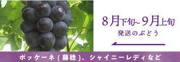 8月-9月の葡萄