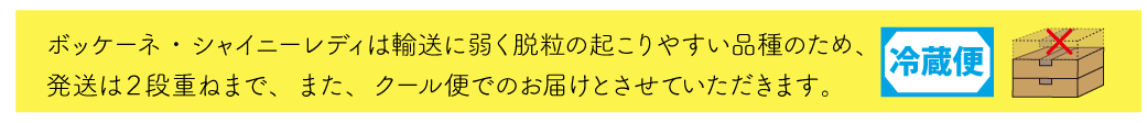ボケ・シャイニーの説明