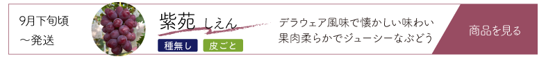 紫苑