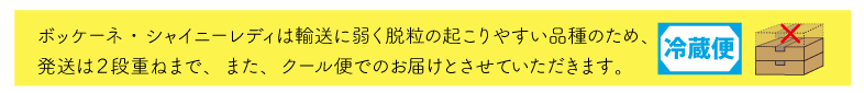 ボケ・シャイニーの説明
