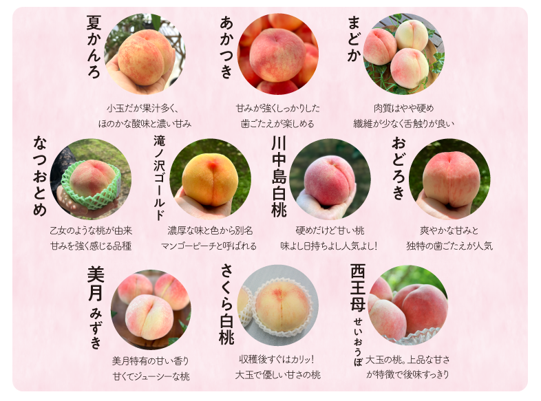 旬採り桃品種紹介