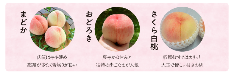 硬め桃品種