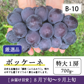 ボッケーネリズムB10/ボッケーネ【特大1房/厳選品】7R