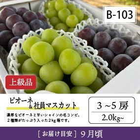 9月-10月B103/ピオーネ＆社員ﾏｽｶｯﾄ【3-5房/上級品】4R