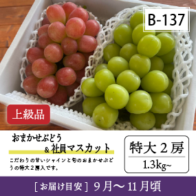 9月-10月B137/おまかせ葡萄＆社員ﾏｽｶｯﾄ【特大2房/上級品】2R