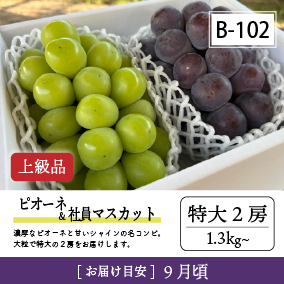 9月-10月B102/ピオーネ＆社員ﾏｽｶｯﾄ【特大2房/上級品】2R