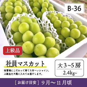 9月-10月B36/社員ﾏｽｶｯﾄ【大3-5房/上級品】30R