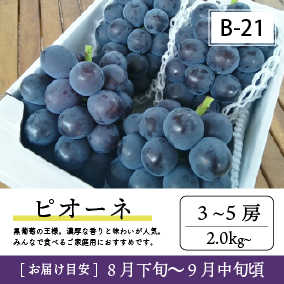 9月-10月B21/ピオーネ【3-5房】4K