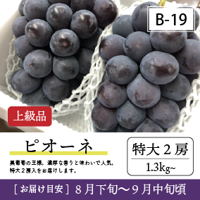 9月-10月B19/ピオーネ【特大2房/上級品】2R