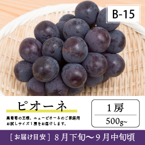9月-10月B15/ピオーネ【1房】1KR
