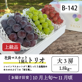 10月-11月B142-2/社員ﾏｽｶｯﾄ1房入トリオ【大3房/上級品】3R