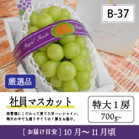 社員リズム10月B37-2/社員ﾏｽｶｯﾄ【特大1房/厳選品】7R