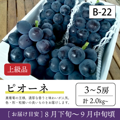 9月-10月}【受付準備中】B22/ピオーネ【3-5房/上級品】4R