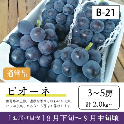 9月-10月}【受付準備中】B21/ピオーネ【3-5房】4K