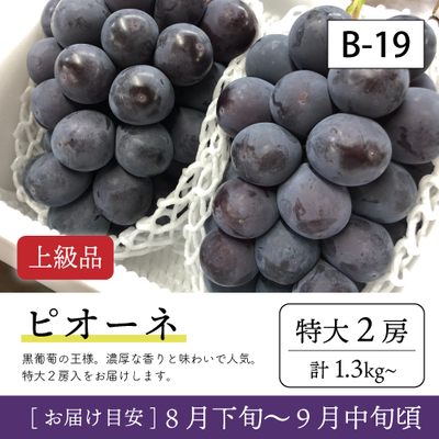 9月-10月}【受付準備中】B19/ピオーネ【特大2房/上級品】2R
