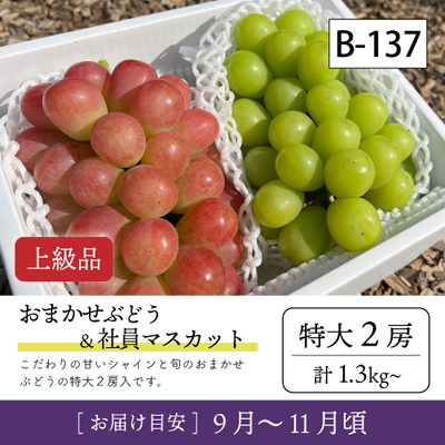 9月-10月}【受付準備中】B137/おまかせ葡萄＆社員ﾏｽｶｯﾄ【特大2房/上級品】2R