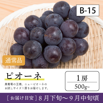 9月-10月}【受付準備中】B15/ピオーネ【1房】1KR