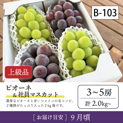 9月-10月}【受付準備中】B103/ピオーネ＆社員ﾏｽｶｯﾄ【3-5房/上級品】4R