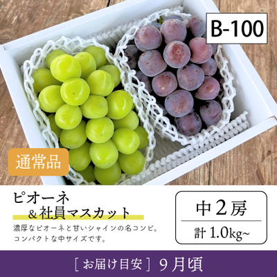 9月-10月}【受付準備中】B100/ピオーネ＆社員ﾏｽｶｯﾄ【中2房】6K
