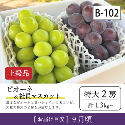 9月-10月}【受付準備中】B102/ピオーネ＆社員ﾏｽｶｯﾄ【特大2房/上級品】2R