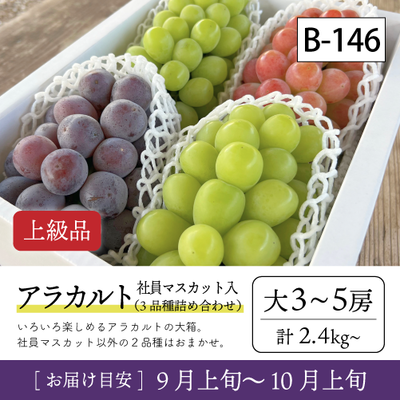 9月-10月}【受付準備中】B146/社員ﾏｽｶｯﾄ入ｱﾗｶﾙﾄ【大3-5房/上級品】30R