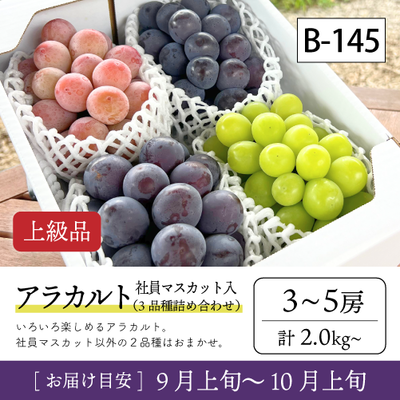 9月-10月}【受付準備中】B145/社員ﾏｽｶｯﾄ入ｱﾗｶﾙﾄ【3-5房/上級品】4R