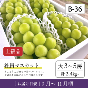 10月-11月}【受付準備中】B36-2/社員ﾏｽｶｯﾄ【大3-5房/上級品】30R
