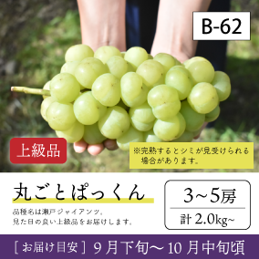 10月-11月}【受付準備中】B62/ぱっくん【3-5房/上級品】4R
