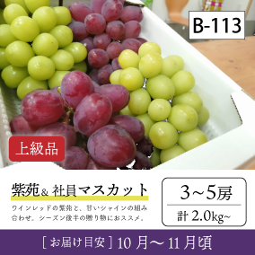 10月-11月}【受付準備中】B113/紫苑＆社員ﾏｽｶｯﾄ【3-5房/上級品】4R