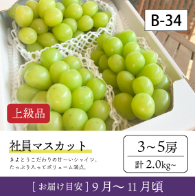 10月-11月}【受付準備中】B34-2/社員ﾏｽｶｯﾄ【3-5房/上級品】4R