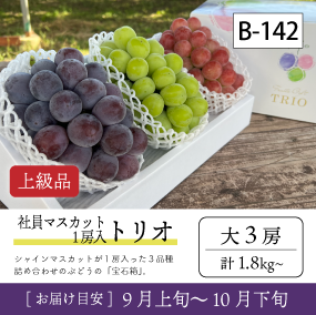 10月-11月}【受付準備中】B142-2/社員ﾏｽｶｯﾄ1房入トリオ【大3房/上級品】3R