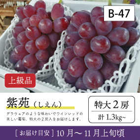 10月-11月B47/紫苑【特大2房/上級品】2R