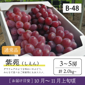 10月-11月}【受付準備中】B48/紫苑【3-5房】4K