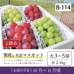 10月-11月}【受付準備中】B114/紫苑＆社員ﾏｽｶｯﾄ【大3-5房/上級品】30R
