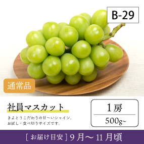 10月-11月}【受付準備中】B29-2/社員ﾏｽｶｯﾄ【1房】1KR