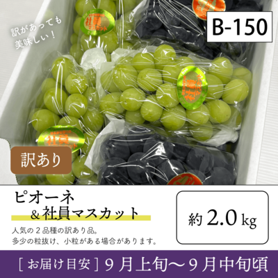 9月-10月訳あり}【一次受付終了】B150/ピオーネ＆社員ﾏｽｶｯﾄ【約2kg/訳あり品】4W