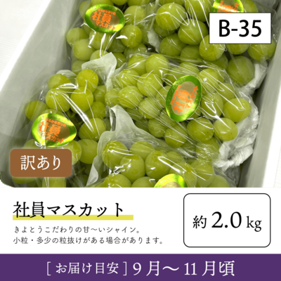 9月-10月訳あり}【一次受付終了】B35/社員ﾏｽｶｯﾄ【約2kg/訳あり品】4W