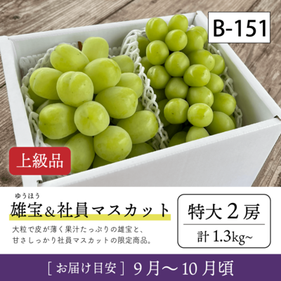 9月-10月B151/雄宝＆社員ﾏｽｶｯﾄ【特大2房/上級品】2R