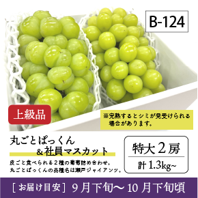 10月-11月B124/ぱっくん＆社員ﾏｽｶｯﾄ【特大2房/上級品】2R