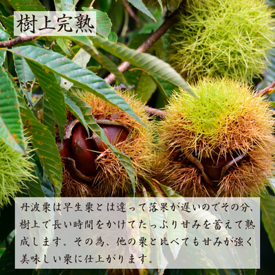 2025年産 丹波栗 むき栗 300g×4袋 (冷凍) ※予約商品※ | やまゆ