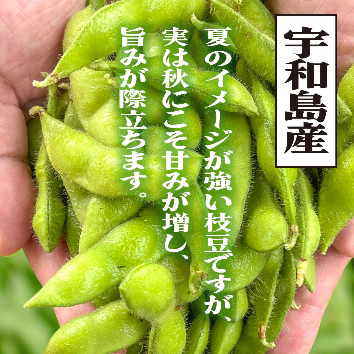 枝豆の断面