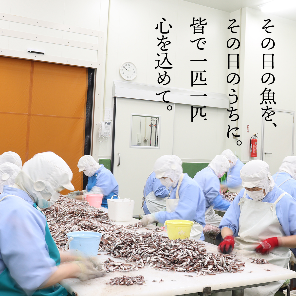 その日の魚を、その日のうちに。
