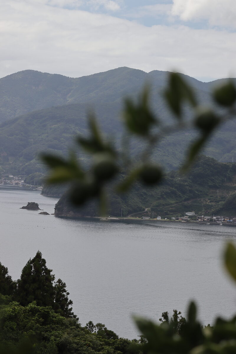 宇和海を望むみかん畑 愛媛県宇和島市玉津