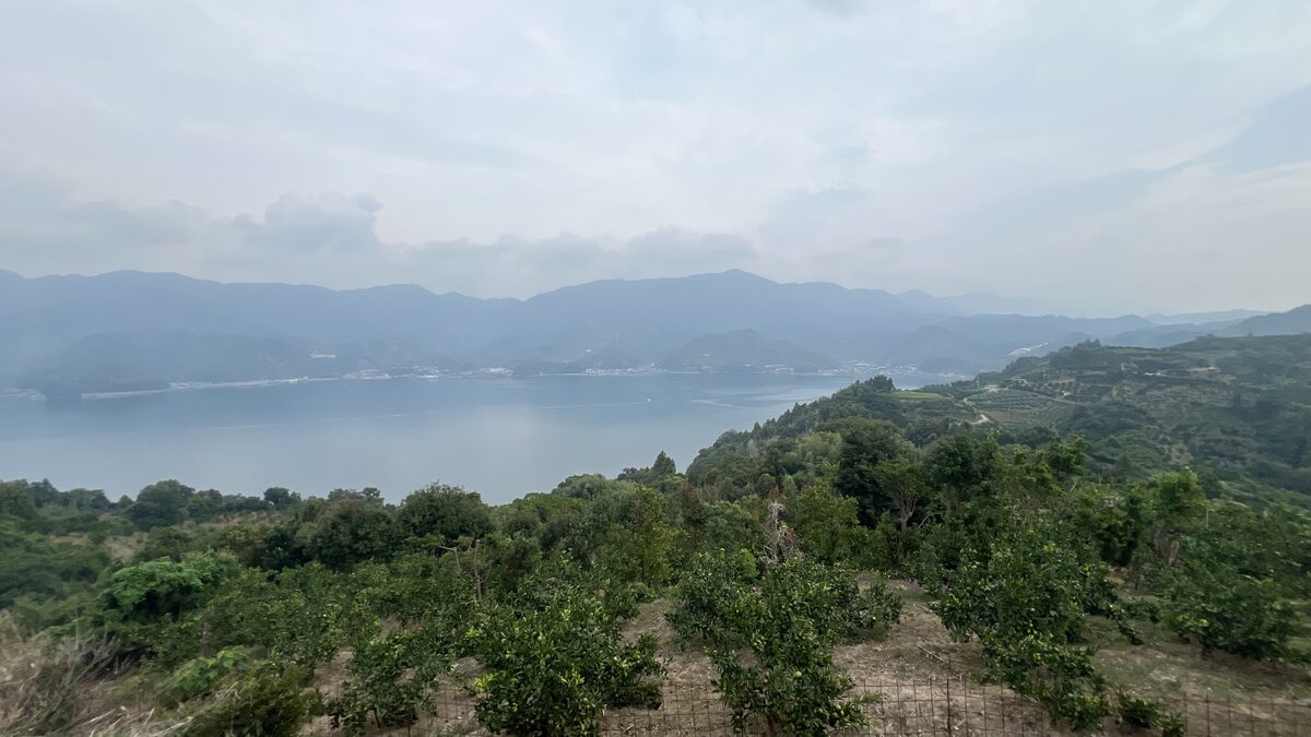 宇和海と玉津のみかん畑