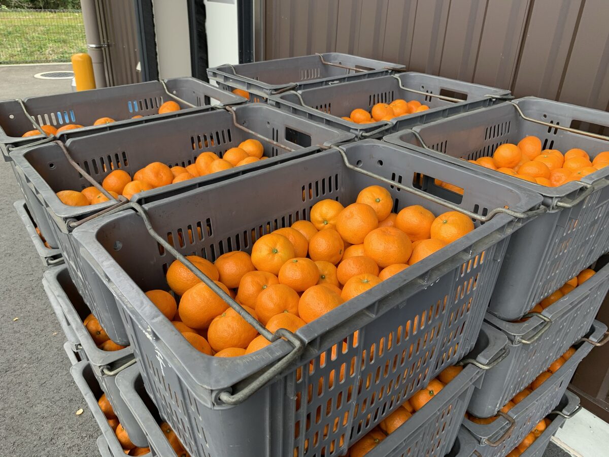 収穫した色づき温州みかん